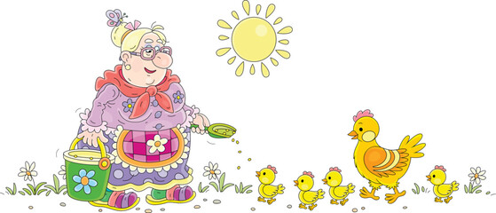 Obraz na płótnie Canvas Funny granny feeding her hen and brood of merry yellow chicks with grains from a bucket on a warm summer morning, vector cartoon illustration isolated on a white background