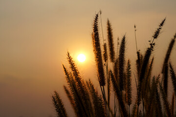 Silhouette flowers grass sunset background