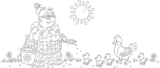 Funny granny feeding her hen and brood of merry chicks with grains from a bucket on a warm summer morning, black and white outline vector cartoon illustration for a coloring book