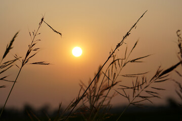 Silhouette flowers grass sunset background