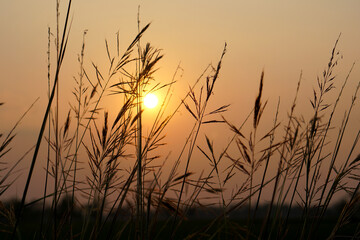 Fototapeta premium Silhouette flowers grass sunset background