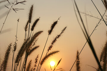 Obraz premium Silhouette flowers grass sunset background
