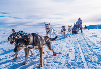 Musher behind sleigh with sled dogs on snow in winter