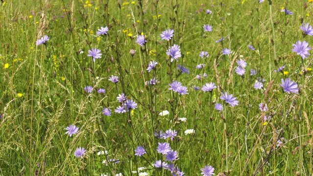 Southern Urals, blooming chicory (Cichorium intybus) in the meadow.