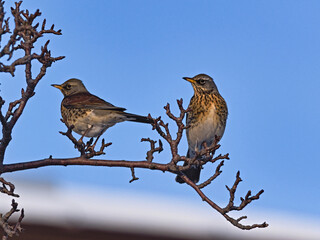 Fieldfare (Turdus pilaris) in winter.