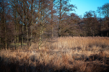 Bog landscape in the forest at the end of winter with brown reeds and bare alder trees in northern Germany near Lubeck, copy space