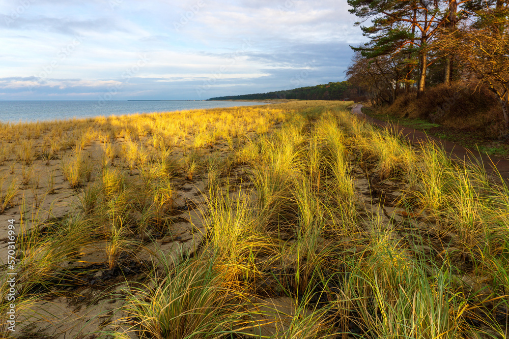 Canvas Prints Düne an Ostsee in Lubmin