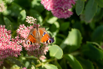 A peacock butterfly is eating on a pink Sedum flower - Hare cabbage. A flowerbed with flowers pollination by insects. Butterflies fly. Nature sunny day. Insect. Butterfly wings. Green plant close up.