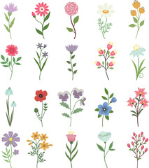 Botanical clipart, various flowers. Isolated on white background.