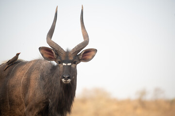 Nyala at a waterhole in South Africa