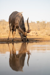 Nyala at a waterhole in South Africa