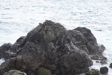 Felsen mit vielen Krabben im Atlantischen Ozean an der Küste von Funchal auf Madeira