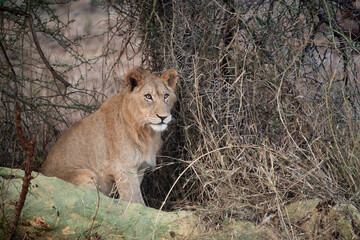 Naklejka premium Male lion in South Africa