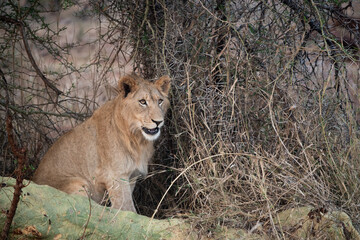 Fototapeta na wymiar Male lion in South Africa