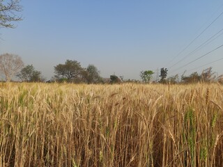 Panoramic view of golden wheat field in clear sunny day. Meadow and blue sky.
wheat field under blue sky in India . Beautiful view of golden agricultural field. 
