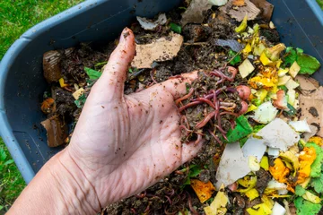 Fotobehang Hand holding worms in a worm composter with food waste, home compost, ecological fertilizer © Delphotostock