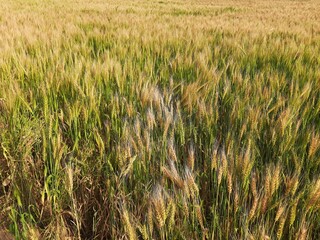 Panoramic view of golden wheat field in clear sunny day. Meadow and blue sky.
wheat field under blue sky in India . Beautiful view of golden agricultural field. 
