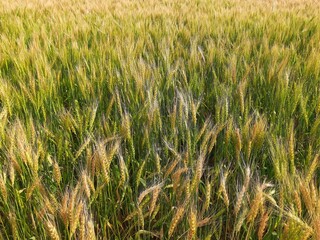 Panoramic view of golden wheat field in clear sunny day. Meadow and blue sky.
wheat field under blue sky in India . Beautiful view of golden agricultural field. 

