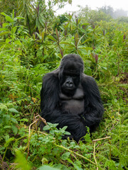 Mountain gorilla in the rainforest