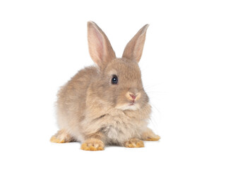 Front view of baby brown rabbit sitting on white background. Lovely action of young rabbit.