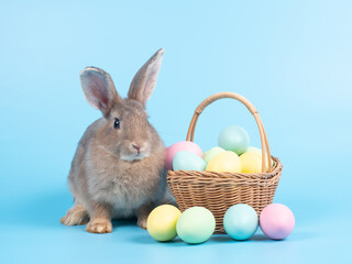 Gray cute rabbit with easter eggs in basket and blue background.