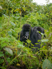 The symbol of primate