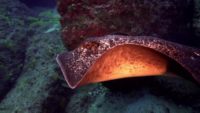 Black-spotted stingray and fish swimming on ocean floor. Black-spotted Stingray is unique species of ray found in ocean, easily recognizable by its distinctive tail.