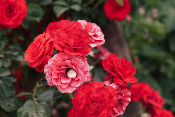 Close up picture of red and pink roses with a snail on a flower 