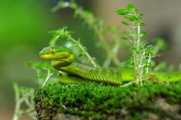 green snake in the grass