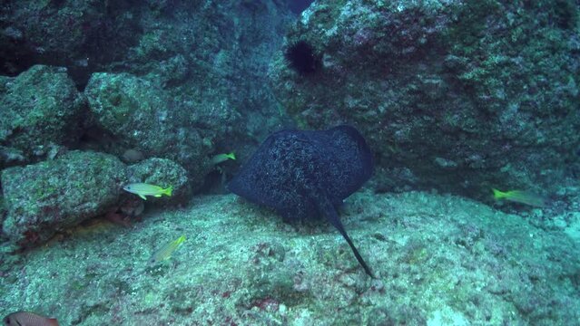 Black-spotted stingray sinks quietly bottom of underwater ocean in Costa Rica. Black-spotted Stingray is unique species of ray found in ocean, easily recognizable by its distinctive tail.