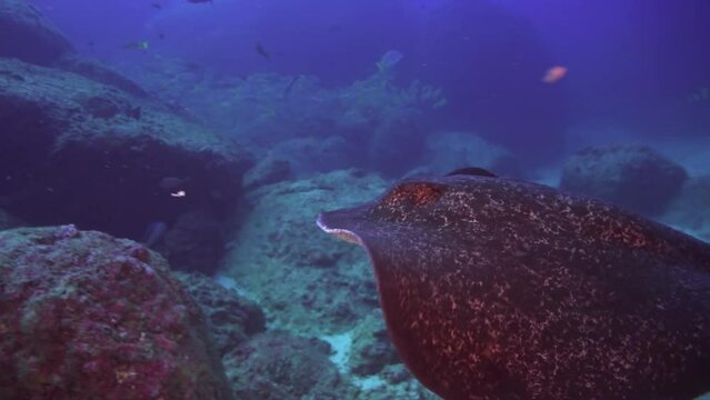 Black-spotted stingray with fish swims through underwater current on ocean floor. Black-spotted Stingray is unique species of ray found in ocean, easily recognizable by its distinctive tail.