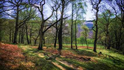 Gwenffrwd-Dinas nature reserve in the Cambrian mountains