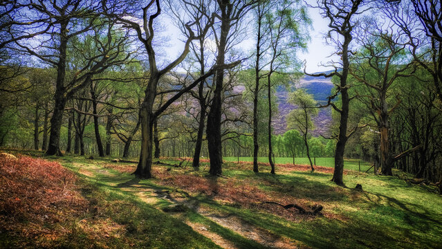 Gwenffrwd-Dinas nature reserve in the Cambrian mountains