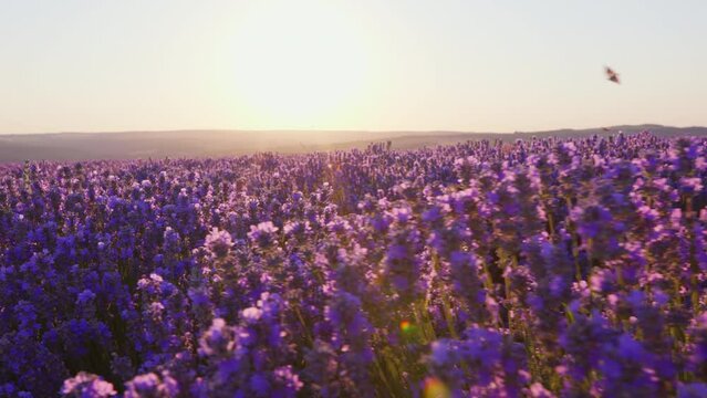 Butterflies Flying on Large purple lavender field with blooming at sunset of day slow motion slide summer. View of field of large bushes of lavender slow motion. Relax. Lens flare