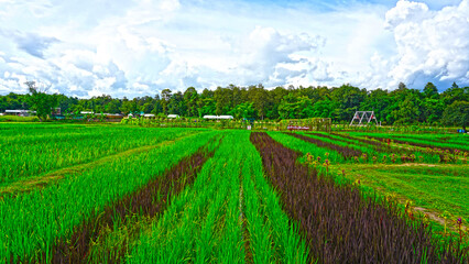 Fototapeta na wymiar Beautiful riceberry fields with morning light