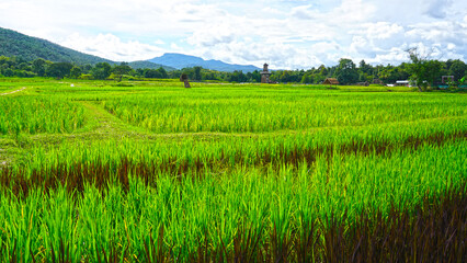 Obraz premium Beautiful rice fields with morning light