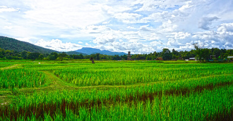 Beautiful rice fields with morning light