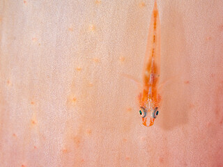 Close up of a goby