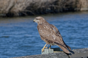 buse variable - buteo buteo