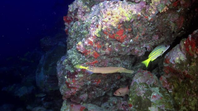 Close-up of flute fish against coral reef in flowing water. Fistularia tabacaria tobacco pipefish, is species of marine fish. with its distinctive, elongated body shape that resembles a pipe or straw.