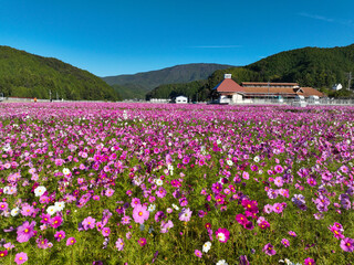 愛媛県宇和島市　みまのコスモス畑