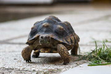 tortuga de frente con pasto al costado caminando de frente 