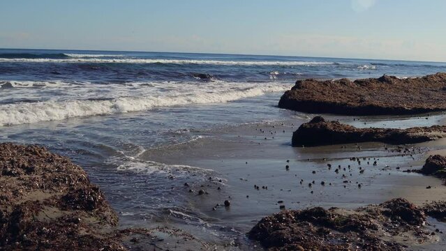 beach landscape with waves that drag brown algae to the shore and sea birds eating