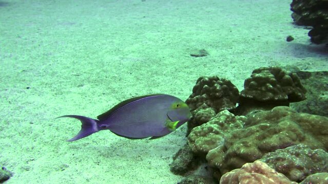 Fish Naso lituratus, also known as Orangespine Unicornfish on seabed. Naso lituratus, also known as Orangespine Unicornfish, is species of fish that belongs to Acanthuridae family.