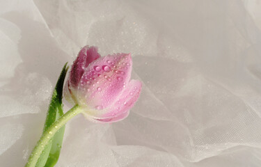 Pink tulip with water droplets on a dreamy ivory background, aesthetic spring