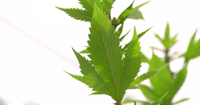 close up of marijuana leaves,Marijuana growing in the garden, marijuana medicinal production concept