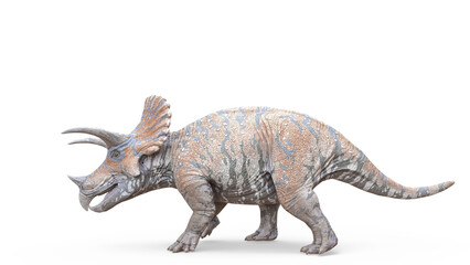triceratops is walking on white background © DM7