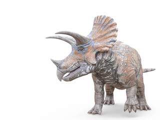 triceratops on white background pose one