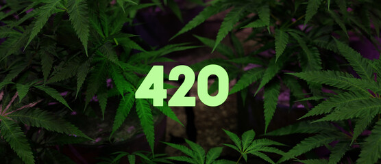 A illustration of "420" loating typo with leaves of cannabis in background