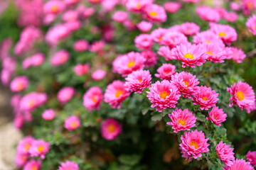Fototapeta premium Chrysanthemums in the city flower bed. Flowers in an urban environment. Background, selective focus